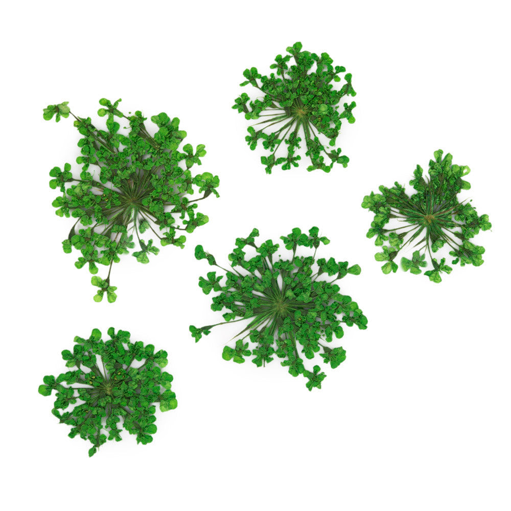 Molly Nageldecoratie Droogbloemen Groen 5 Stuks