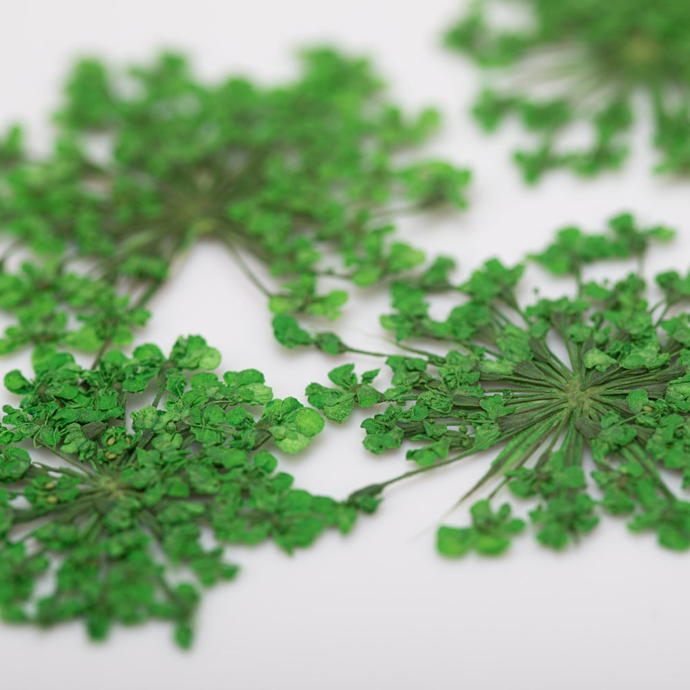 Molly Nageldecoratie Droogbloemen Groen 5 Stuks