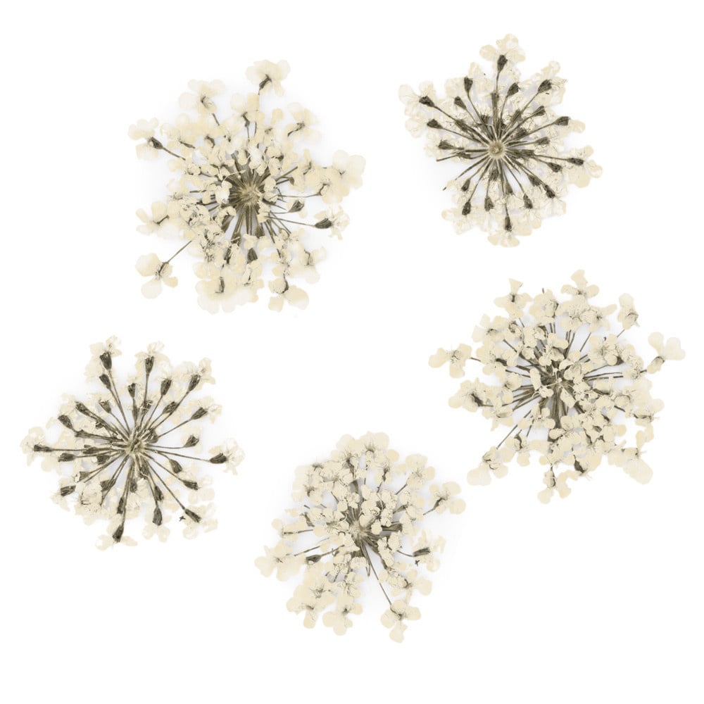 Molly Nageldecoratie Droogbloemen Groen 5 Stuks