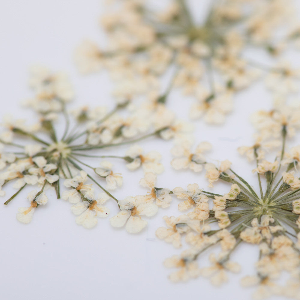 Molly Nageldecoratie Droogbloemen Groen 5 Stuks