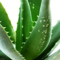 Holiday Waxset Aloe Vera Complete Diy Ontharingsset